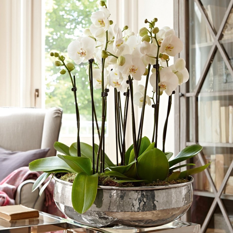 Орхидея в интерьере квартиры
