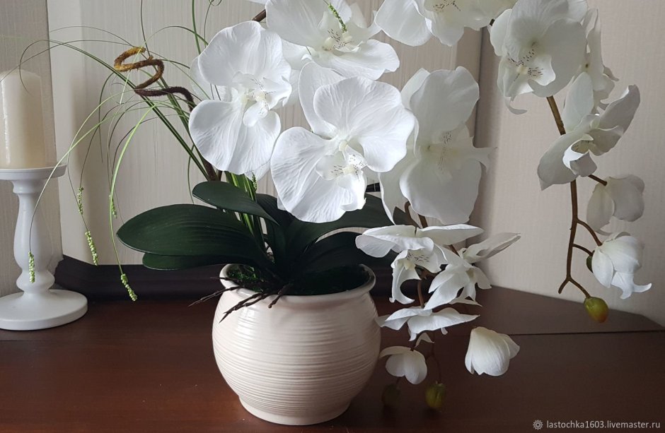 Орхидея декорейшен