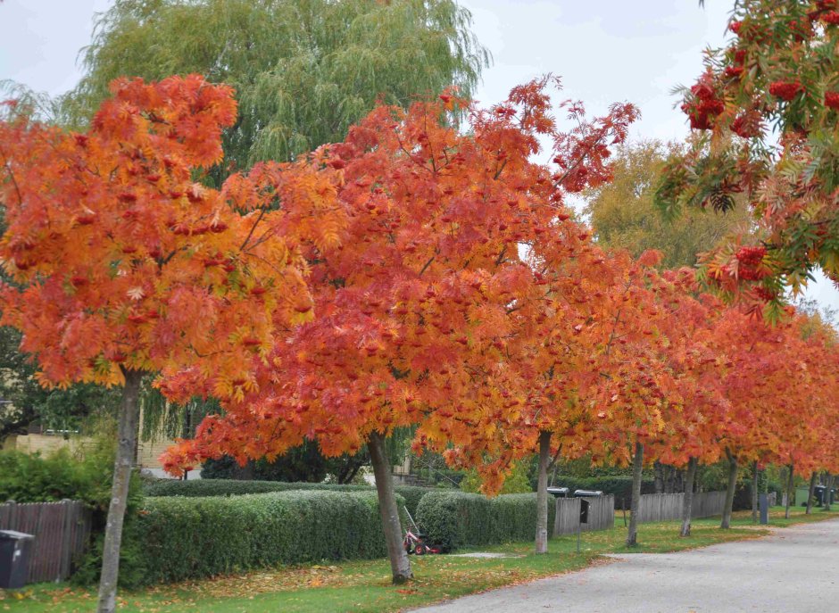 Рябина обыкновенная 'Dodong'