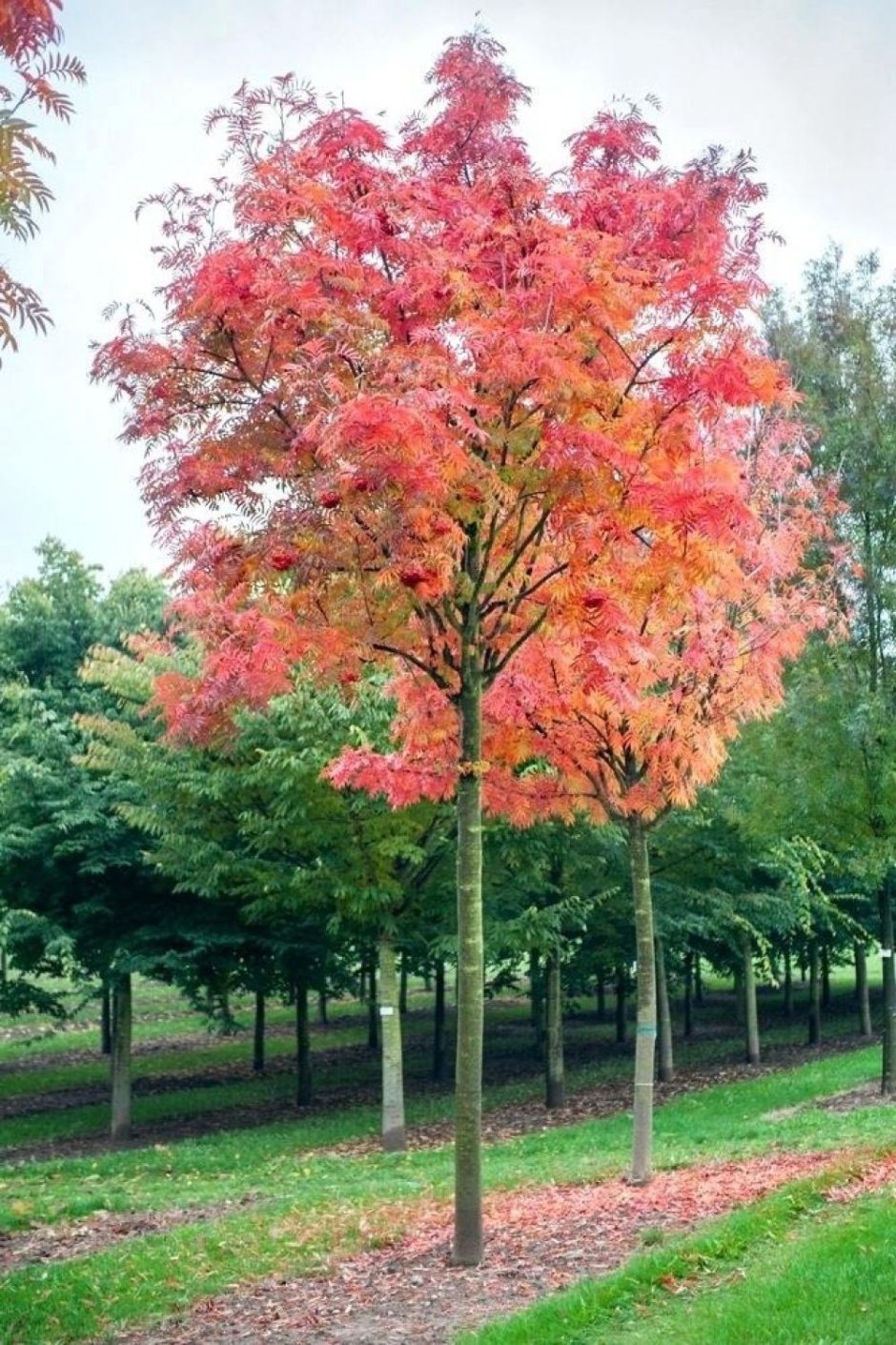 Рябина обыкновенная 'Dodong'