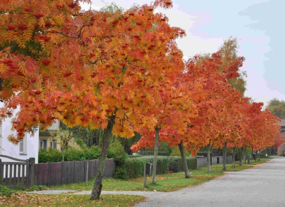 Рябина промежуточная Додонг