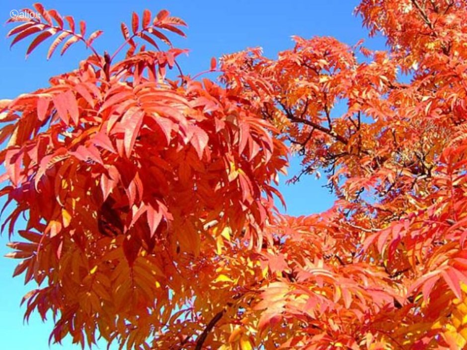 Рябина Додонг