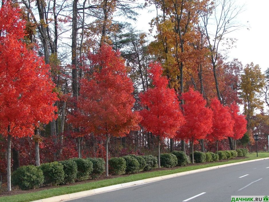 Acer rubrum (клен красный) 'Red Sunset'