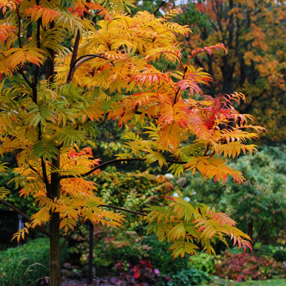 Рябина обыкновенная Додонг