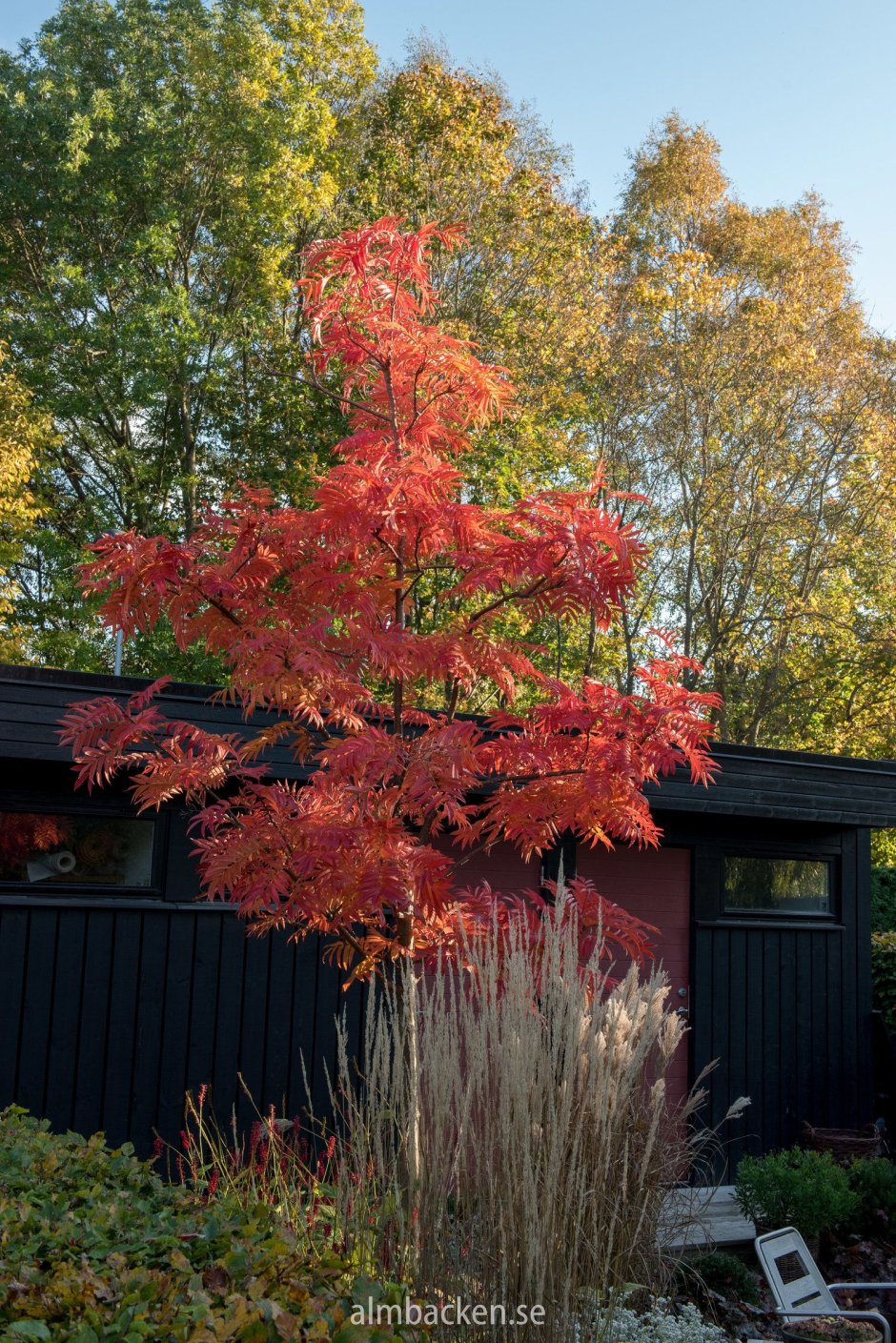 Рябина Додонг