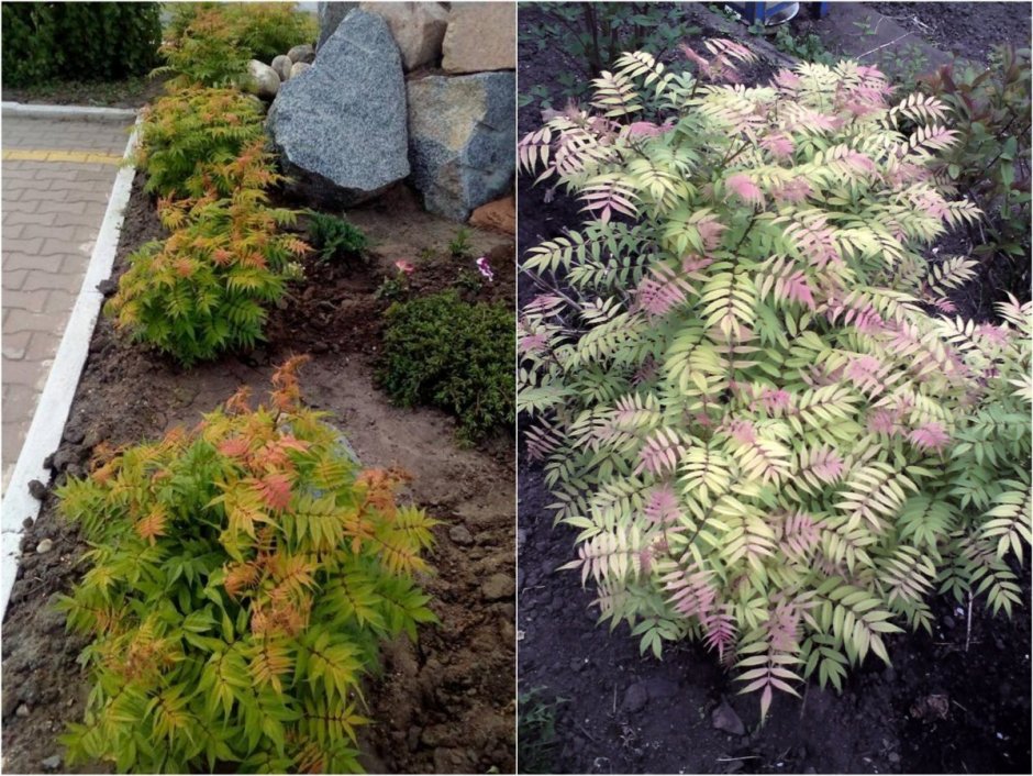 Рябинник рябинолистный Пинк Хопи