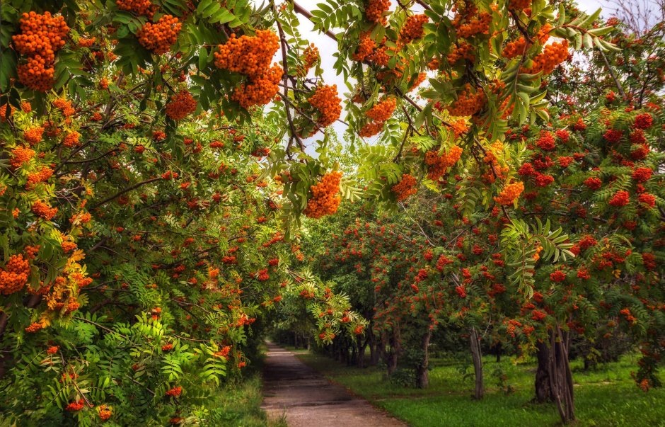 Рябина обыкновенная Лациниата