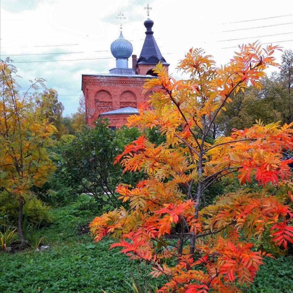 Рябина смешанная Dodong