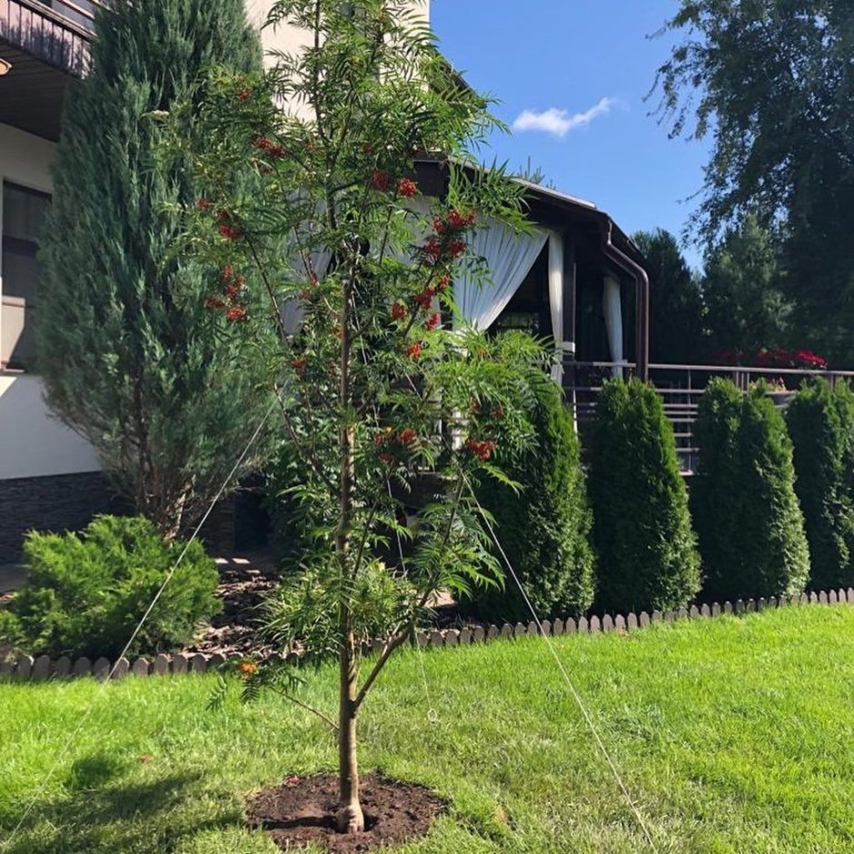 Рябина Додонг в ландшафтном