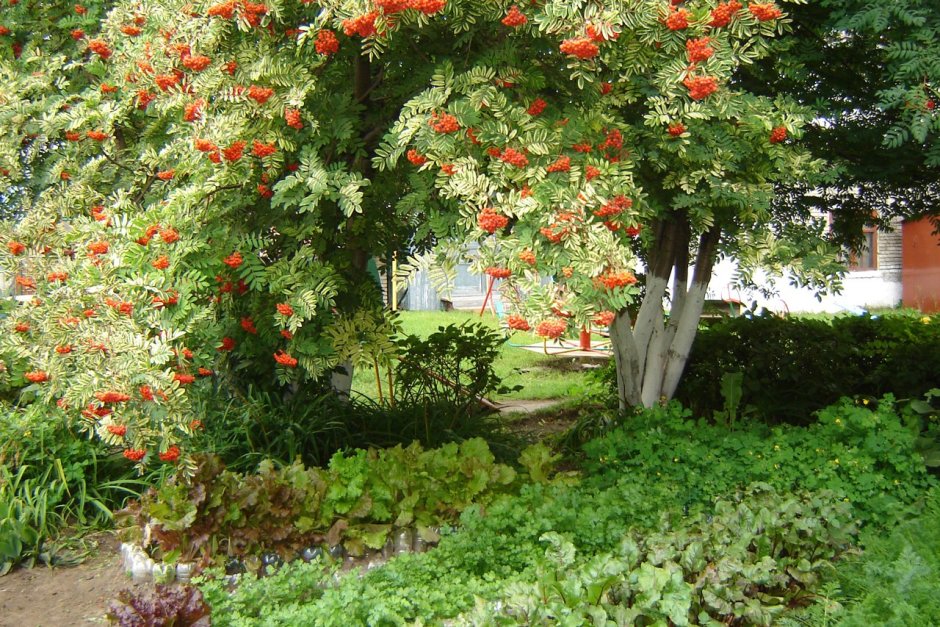 Рябина Сибирская в ландшафтном