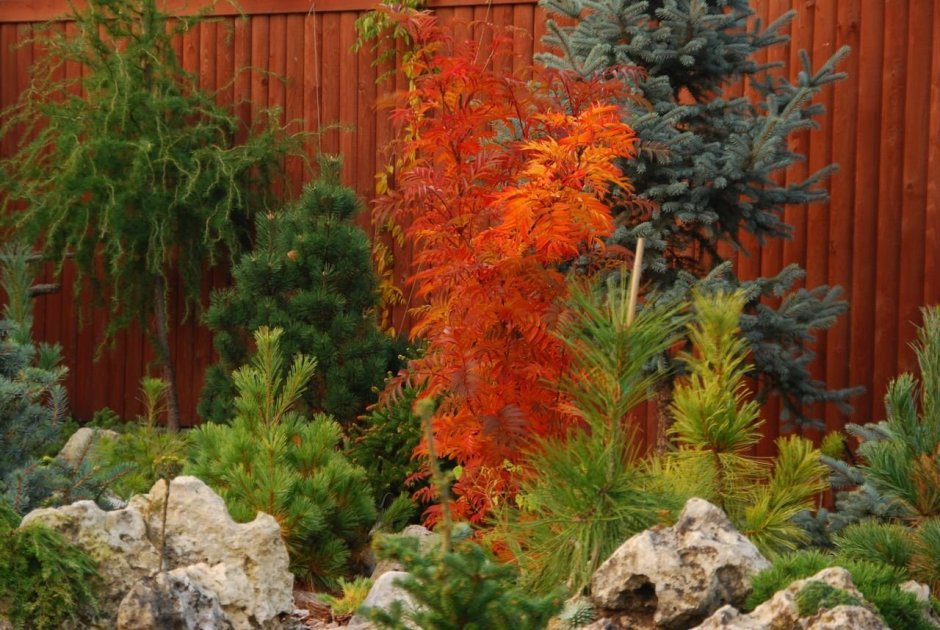 Игорь Успенский сад хвойных растений