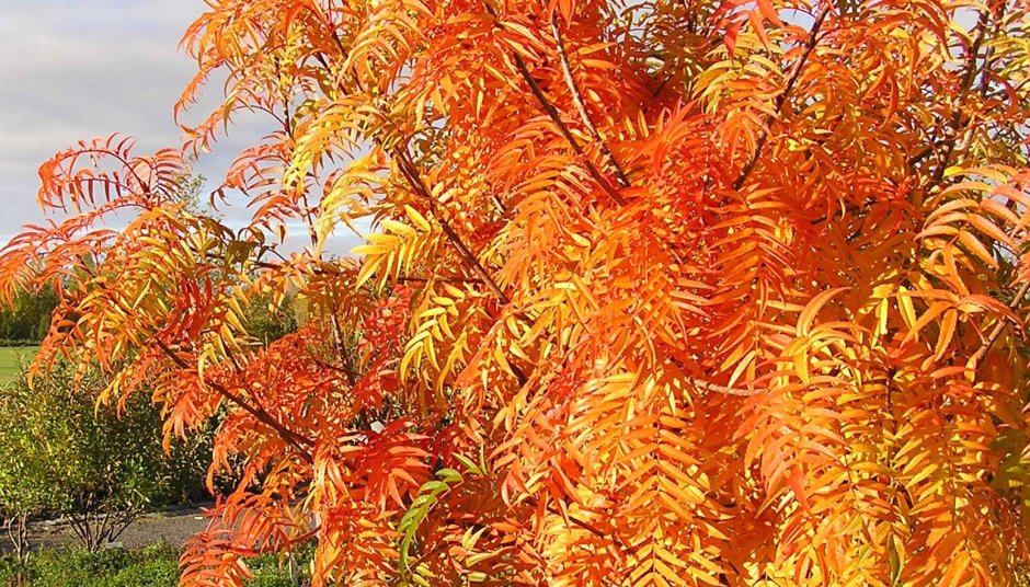 Рябина обыкновенная 'Dodong'