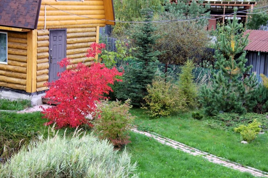 Клен Гиннала в ландшафте