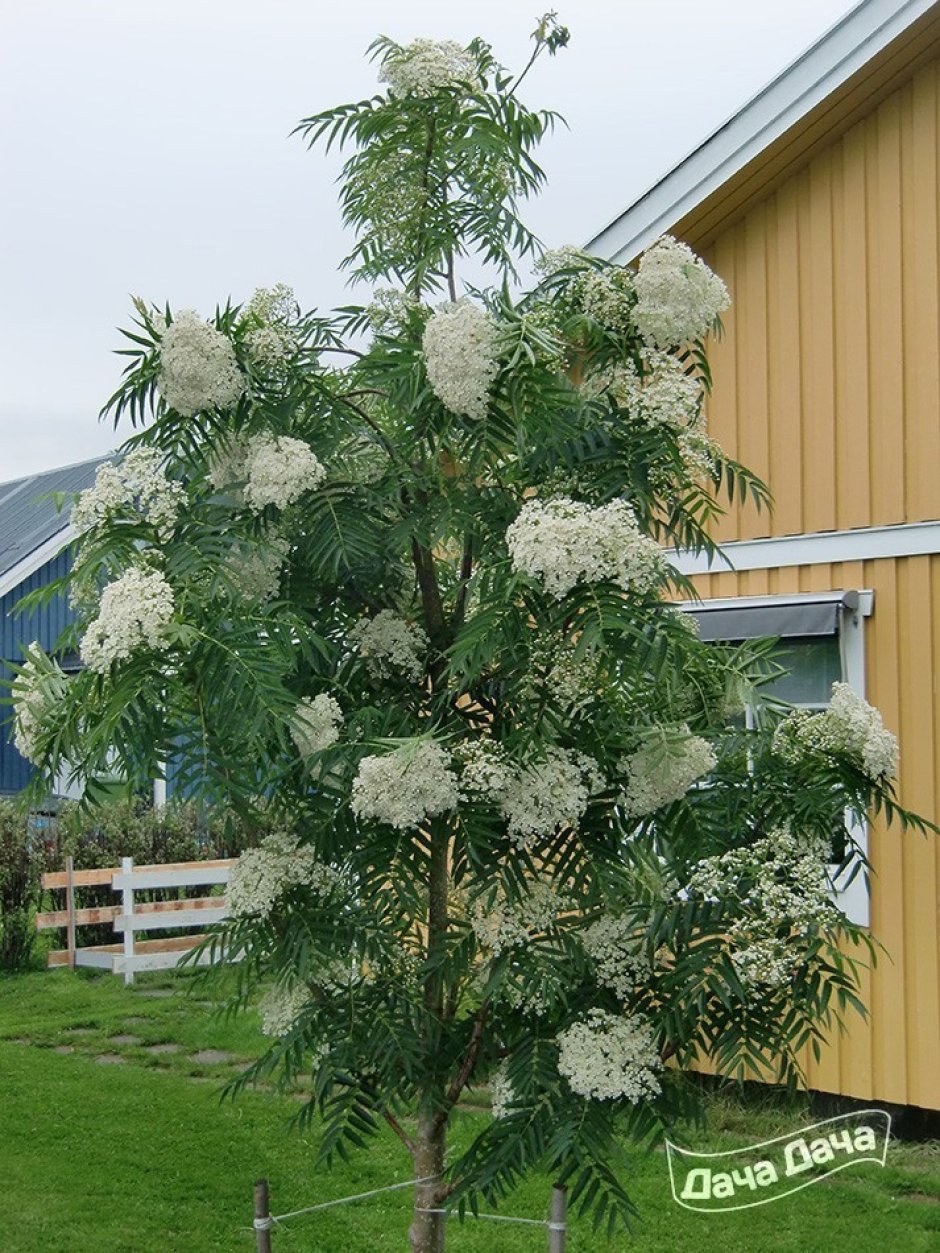 Рябина обыкновенная Додонг