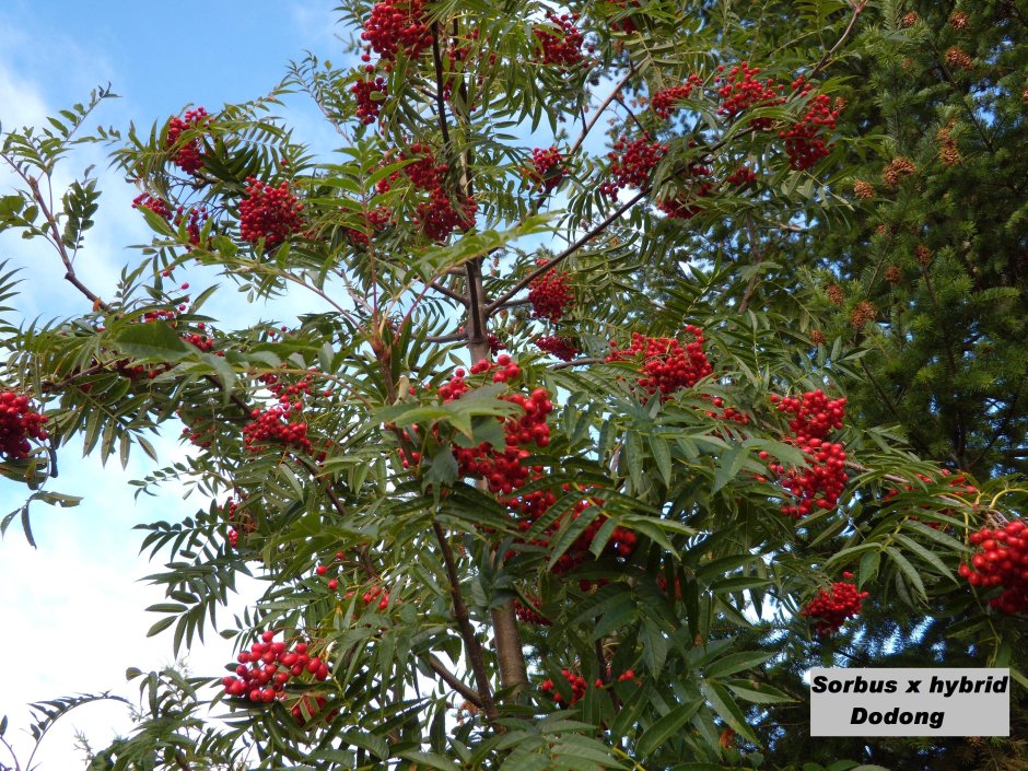 Рябина смешанная Додонг