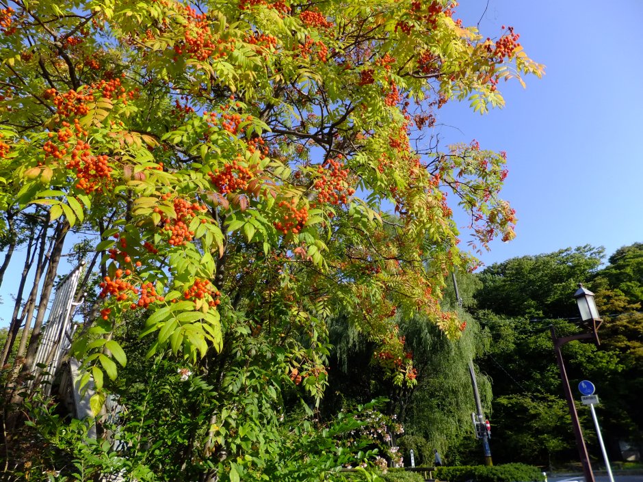 Sorbus commixta Dodong