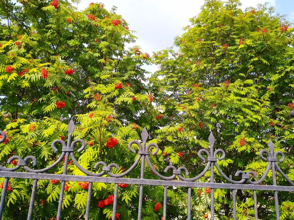 Рябина в ландшафте