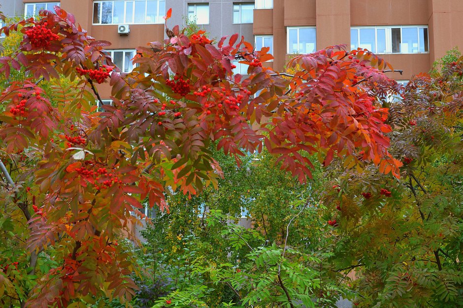 Рябина во дворе