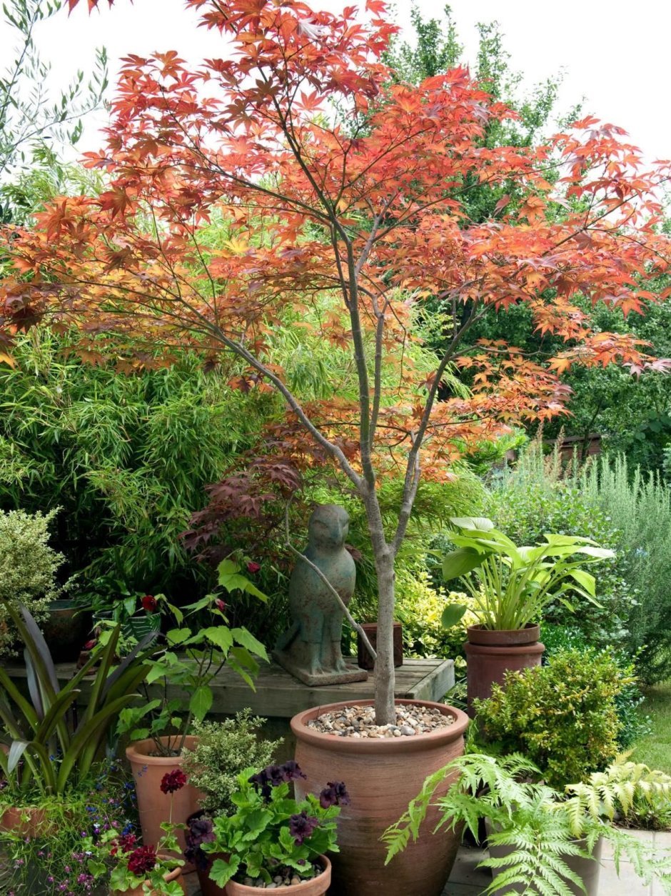 Клен Гиннала на штамбе