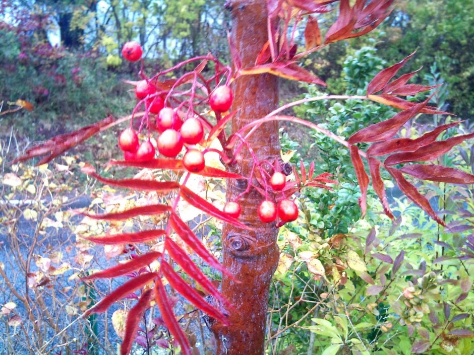 Sorbus aucuparia Dodong