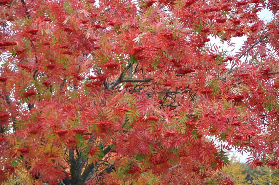 Рябина обыкновенная "Dodong" (Додонг)