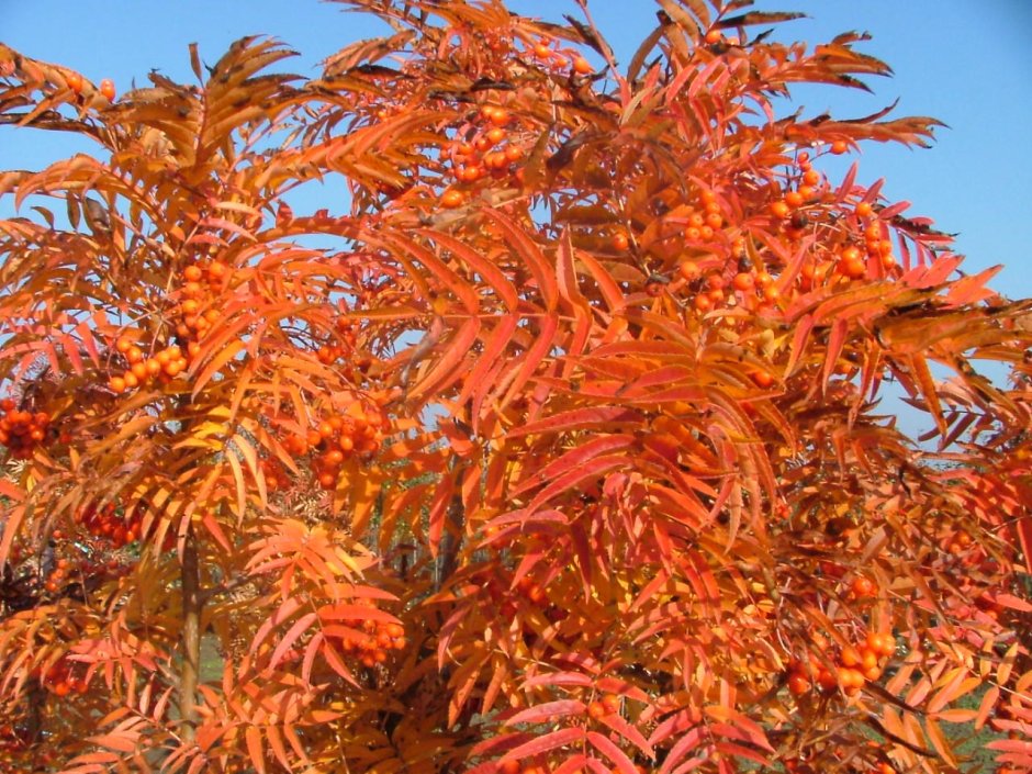 Рябина додонг в ландшафтном дизайне