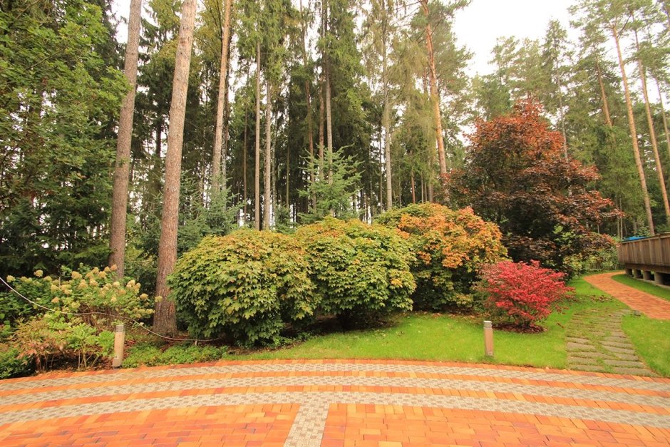 Рябина в ландшафтном дизайне