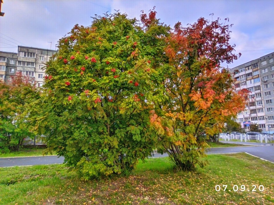 Рябина плакучая Додонг