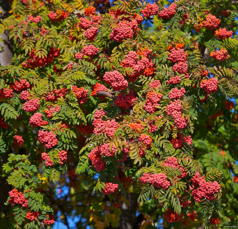 Рябина обыкновенная `Pink Veil`