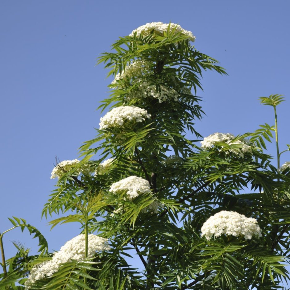 Рябина Додонг