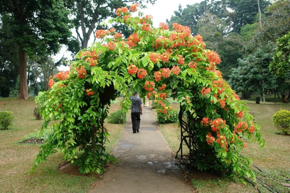 Лиана кампсис на арке