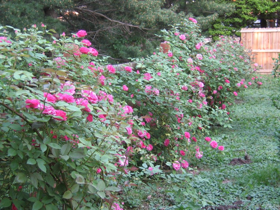 Плетистые розы Живая изгородь