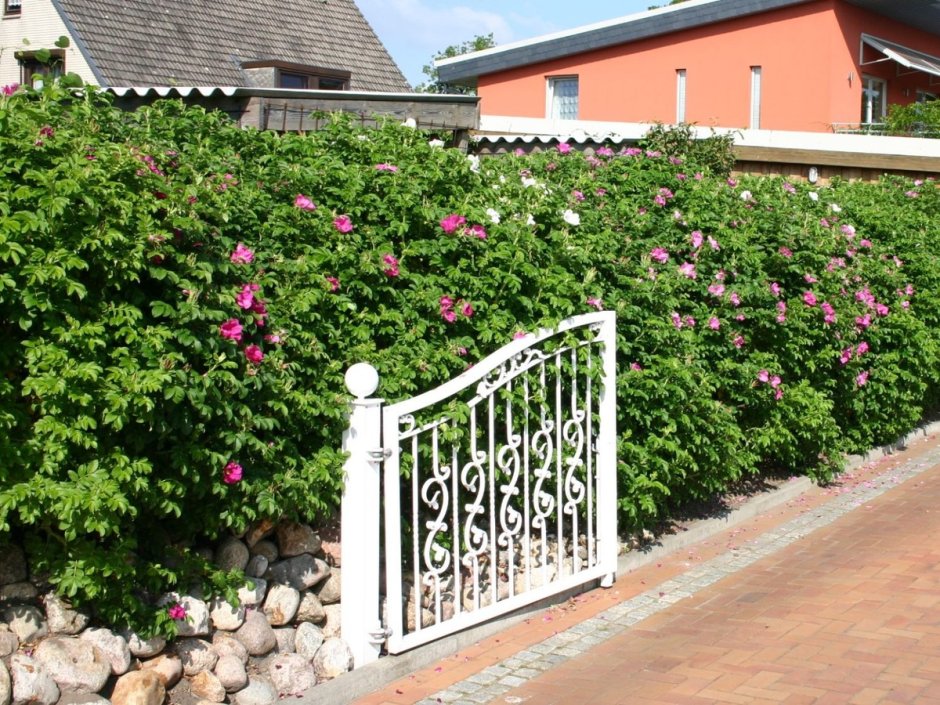 Изгородь ландшафтный роза Парковая