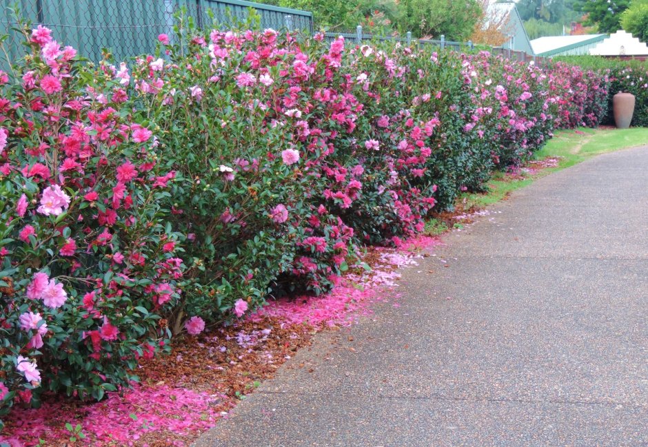 Роза ругоза Живая изгородь