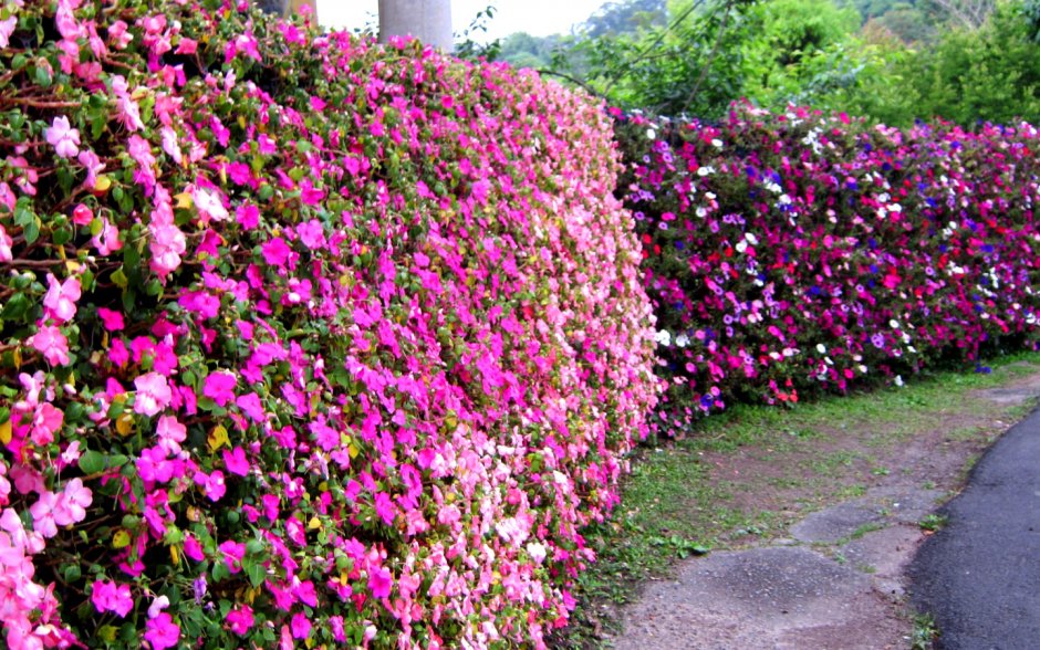 Роза ругоза изгородь