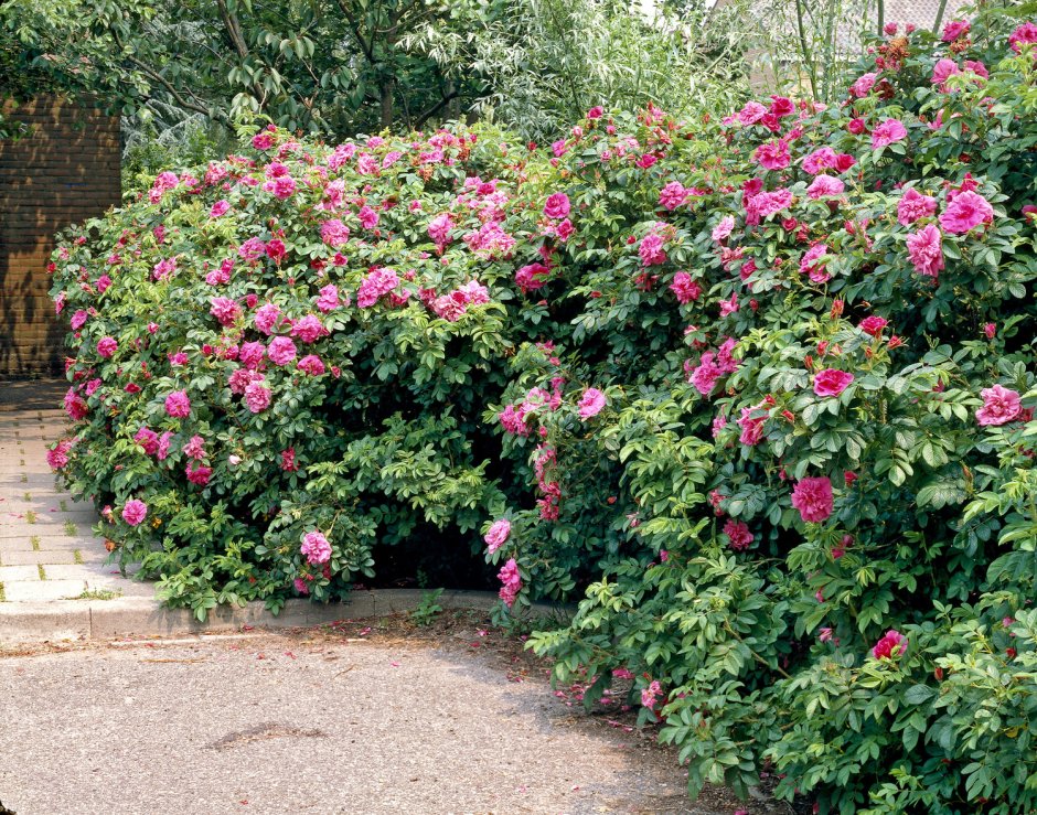 Камелия Живая изгородь