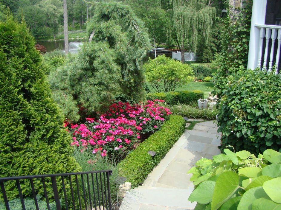 Яблоня плетистая