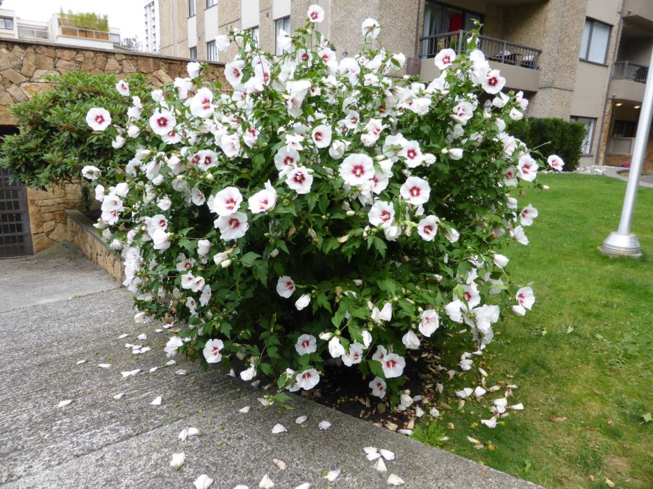 Гибискус сирийский ред Харт