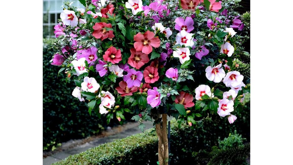 Гибискус древовидный