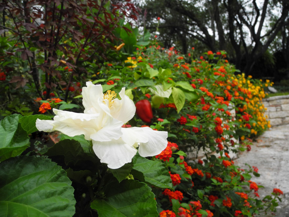 Гибискус Elephant Ear