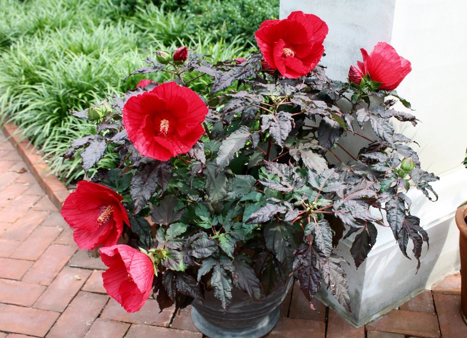 Гибискус травянистый Миднайт Марвел