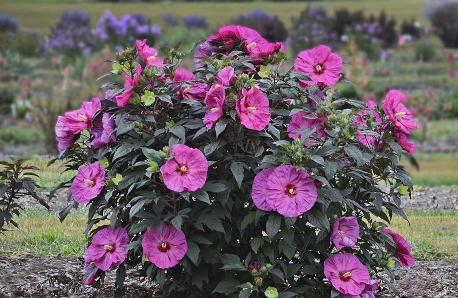 Гибискус травянистый садовый