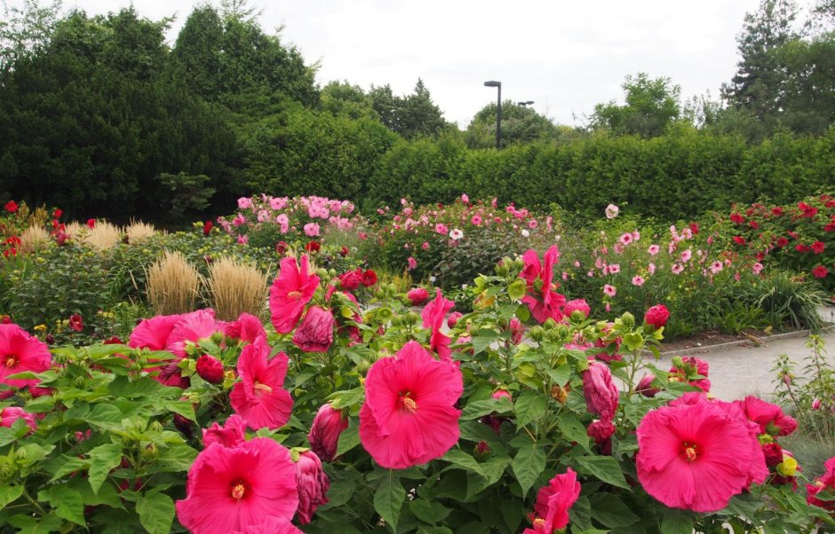 Гибискус на клумбе