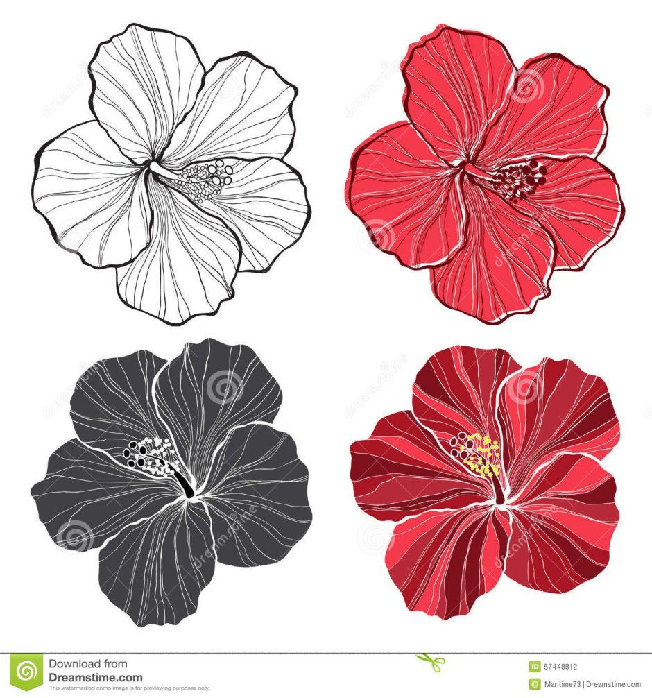Гибискус Векторная Графика