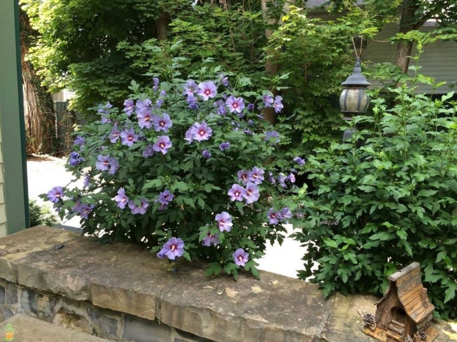 Гибискус древовидный