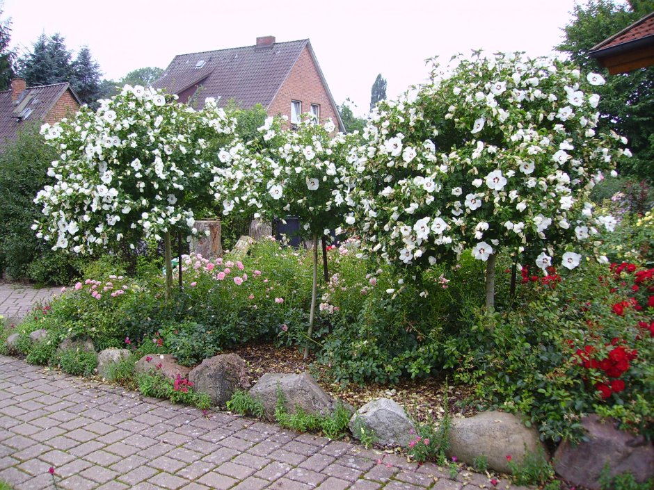 Гибискус в ландшафтном дизайне