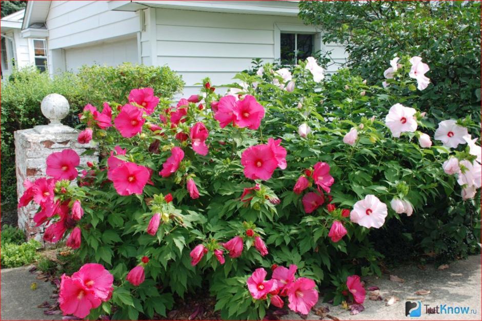 Гибискус древовидный