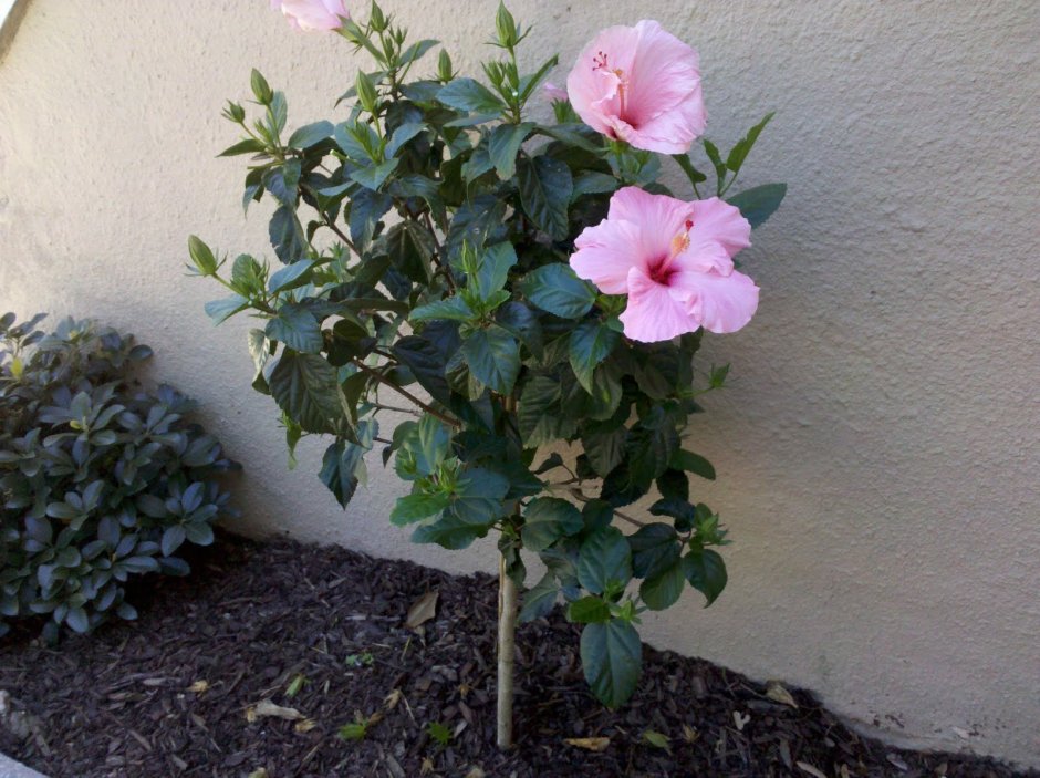 Гибискус сирийский штамбовый