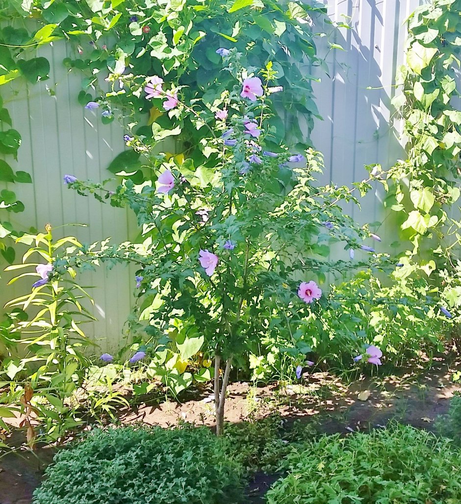 Гибискус в ландшафтном дизайне с другими кустами