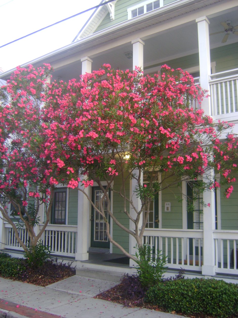 Кустарник ландшафтный Олеандр